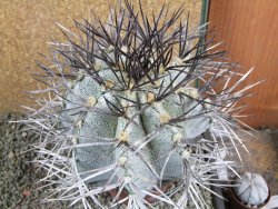 Astrophytum niveum 30 let, průměr 13 cm, V 14 cm - 12388509