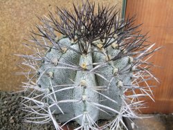 Astrophytum niveum 30 let, průměr 13 cm, V 14 cm - 12388510