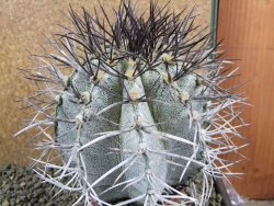 Astrophytum niveum 30 let, průměr 13 cm, V 14 cm - 12388511