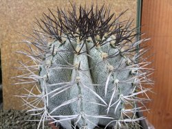 Astrophytum niveum 30 let, průměr 13 cm, V 14 cm - 12388512