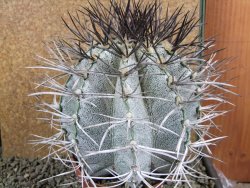Astrophytum niveum 30 let, průměr 13 cm, V 14 cm - 12388513