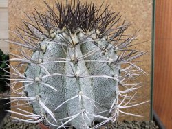 Astrophytum niveum 30 let, průměr 13 cm, V 14 cm - 12388514