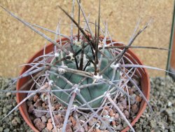 Gymnocalycium armatum, pot 12 cm - 12388577