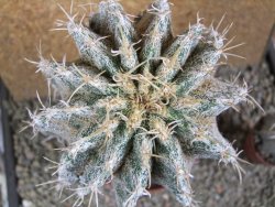 Astrophytum caput medusae X Ferocactus - chimera XXL 12x16 cm - 12388721