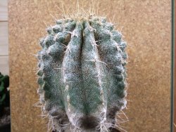 Astrophytum caput medusae X Ferocactus - chimera XXL 12x16 cm - 12388722