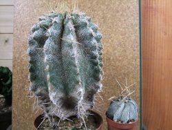 Astrophytum caput medusae X Ferocactus - chimera XXL 12x16 cm - 12388724
