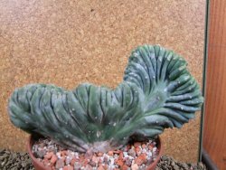 Myrtilocactus geometrizans cristata 16 x V 9 cm