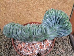 Myrtilocactus geometrizans cristata 16 x V 9 cm - 12388726