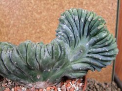 Myrtilocactus geometrizans cristata 16 x V 9 cm - 12388727