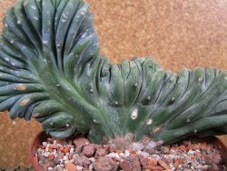 Myrtilocactus geometrizans cristata 16 x V 9 cm - 12388729
