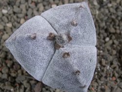 Astrophytum myriostigma tricostatum pot 5,5 cm - 12389279