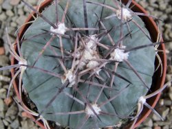 Echinocactus horizonthalonius Castaňas, pot 7 cm - 12389393