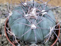 Echinocactus horizonthalonius Castaňas, pot 7 cm - 12389394