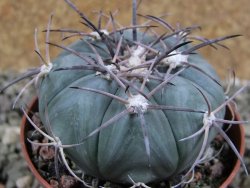 Echinocactus horizonthalonius Castaňas, pot 7 cm - 12389395