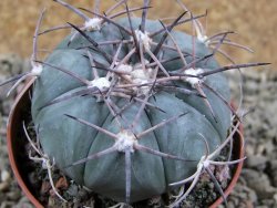 Echinocactus horizonthalonius Castaňas, pot 7 cm - 12389396