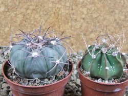 Echinocactus horizonthalonius Castaňas, pot 7 cm - 12389397