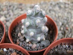 Tephrocactus molinensis pot 5,5 cm - 12389408