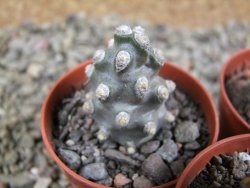 Tephrocactus molinensis pot 5,5 cm - 12389409