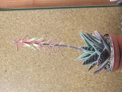 Gasteraloe Ice Green, pot 12 cm - 12390486