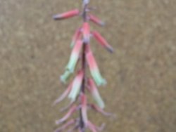 Gasteraloe Ice Green, pot 12 cm - 12390487