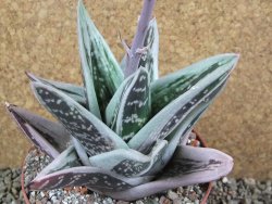 Gasteraloe Ice Green, pot 12 cm - 12390488