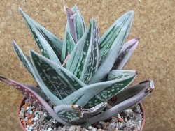 Gasteraloe Ice Green, pot 12 cm - 12390489