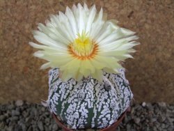 Astrophytum Super Kabuto hybrid pot 7 cm - 12390621