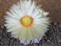 Astrophytum Super Kabuto hybrid pot 7 cm - 12390622