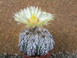 Astrophytum Super Kabuto hybrid pot 7 cm - 12390623