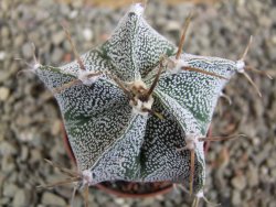 Astrophytum Dinosaur X ornatum pot 5,5 cm - 12390800