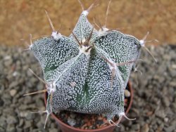 Astrophytum Dinosaur X ornatum pot 5,5 cm - 12390801