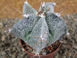 Astrophytum Dinosaur X ornatum pot 5,5 cm - 12390802
