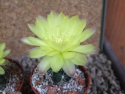 Gymnocalycium andreae Cerro Los Gigantes Cord. pot 5,5 cm