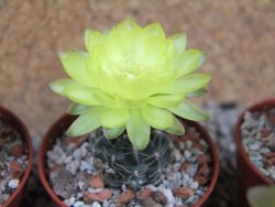 Gymnocalycium andreae Cerro Los Gigantes Cord. pot 5,5 cm - 12390902