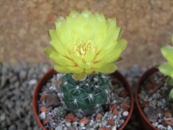 Gymnocalycium andreae Cerro Los Gigantes Cord. pot 5,5 cm - 12390903