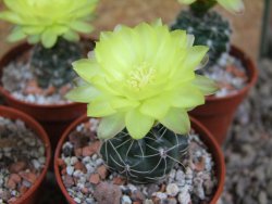 Gymnocalycium andreae Cerro Los Gigantes Cord. pot 5,5 cm - 12390904