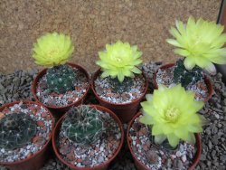 Gymnocalycium andreae Cerro Los Gigantes Cord. pot 5,5 cm - 12390905