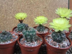 Gymnocalycium andreae Cerro Los Gigantes Cord. pot 5,5 cm - 12390906