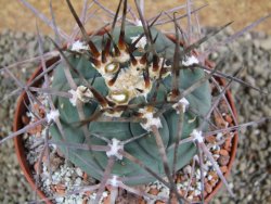 Gymnocalycium armatum, pot 10,5 cm - 12390959