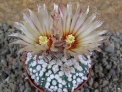 Astrophytum Hanazano Kabuto Star Shape, pot 5,5 cm