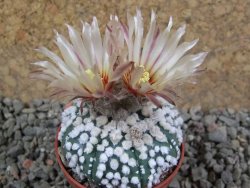 Astrophytum Hanazano Kabuto Star Shape, pot 5,5 cm - 12391088