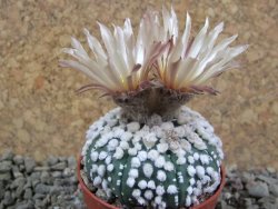 Astrophytum Hanazano Kabuto Star Shape, pot 5,5 cm - 12391089