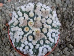 Astrophytum Hanazano Kabuto Star Shape, pot 5,5 cm - 12391090