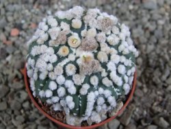 Astrophytum Hanazano Kabuto Star Shape, pot 5,5 cm - 12391091