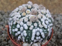 Astrophytum Hanazano Kabuto Star Shape, pot 5,5 cm - 12391092