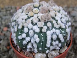 Astrophytum Hanazano Kabuto Star Shape, pot 5,5 cm - 12391093