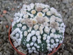 Astrophytum Hanazano Kabuto Star Shape, pot 5,5 cm - 12391094