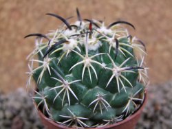 Coryphantha tripugionacantha PP1012 Tepetatita 10 x seedling 2 cm