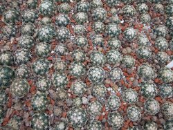 Coryphantha tripugionacantha PP1012 Tepetatita 10 x seedling 2 cm - 12394968