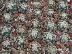 Coryphantha tripugionacantha PP1012 Tepetatita 10 x seedling 2 cm - 12394969